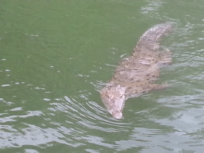 Crocodile swimming in the Black River, Jamaica